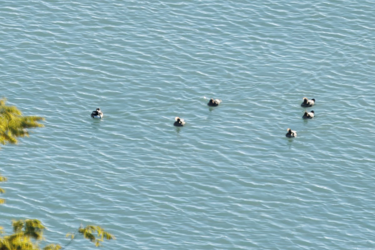 Smergo dal cappuccio - ML645103846