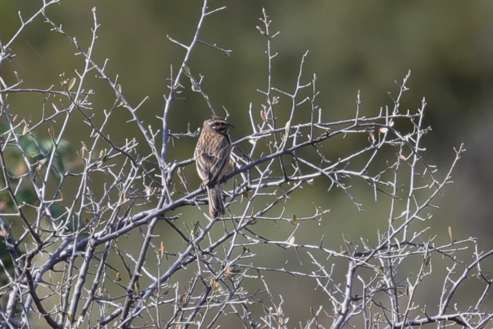 Cinnamon-breasted Bunting - ML645103848