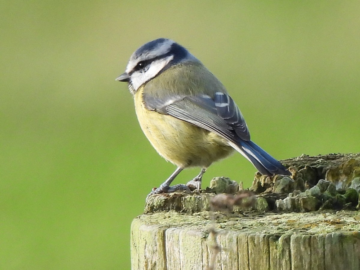 Eurasian Blue Tit - ML645103849