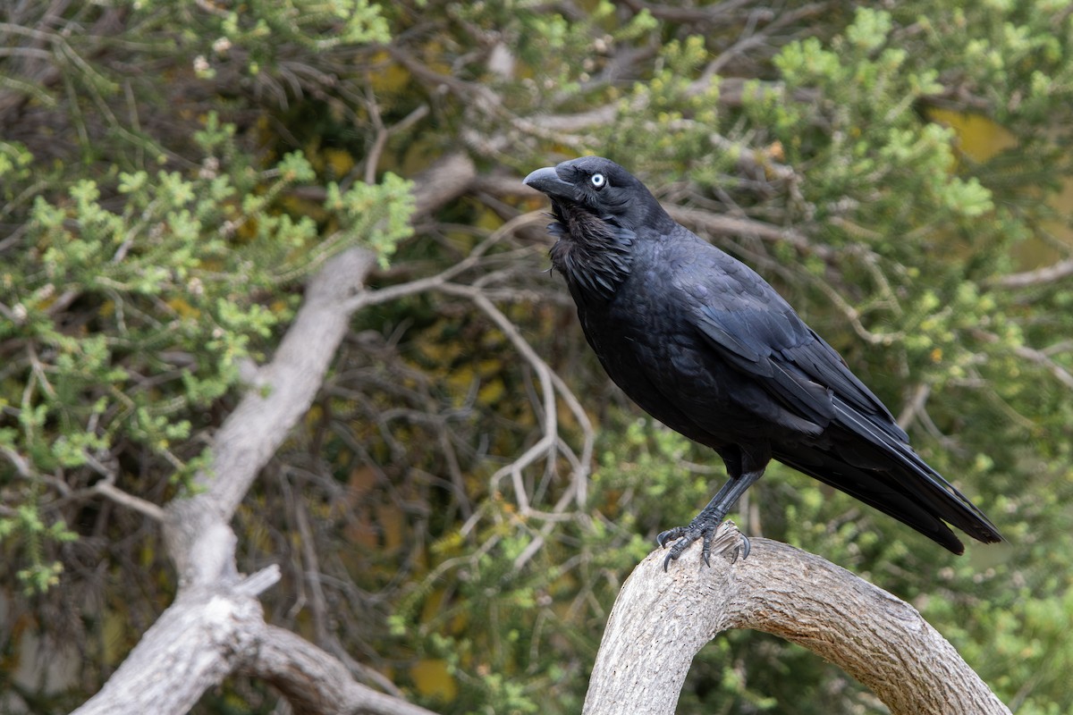 Australian Raven - ML645103851