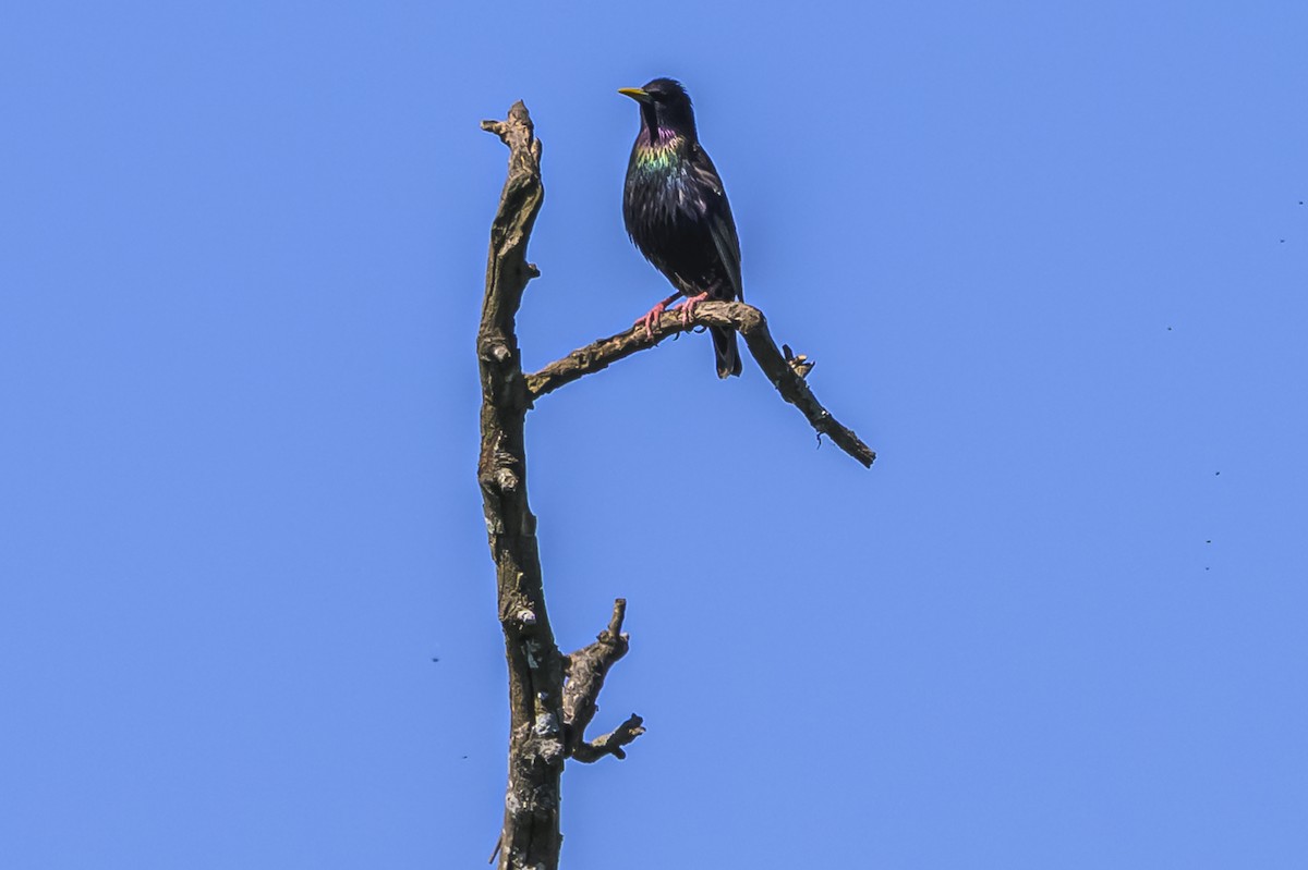 Шпак звичайний - ML645103855