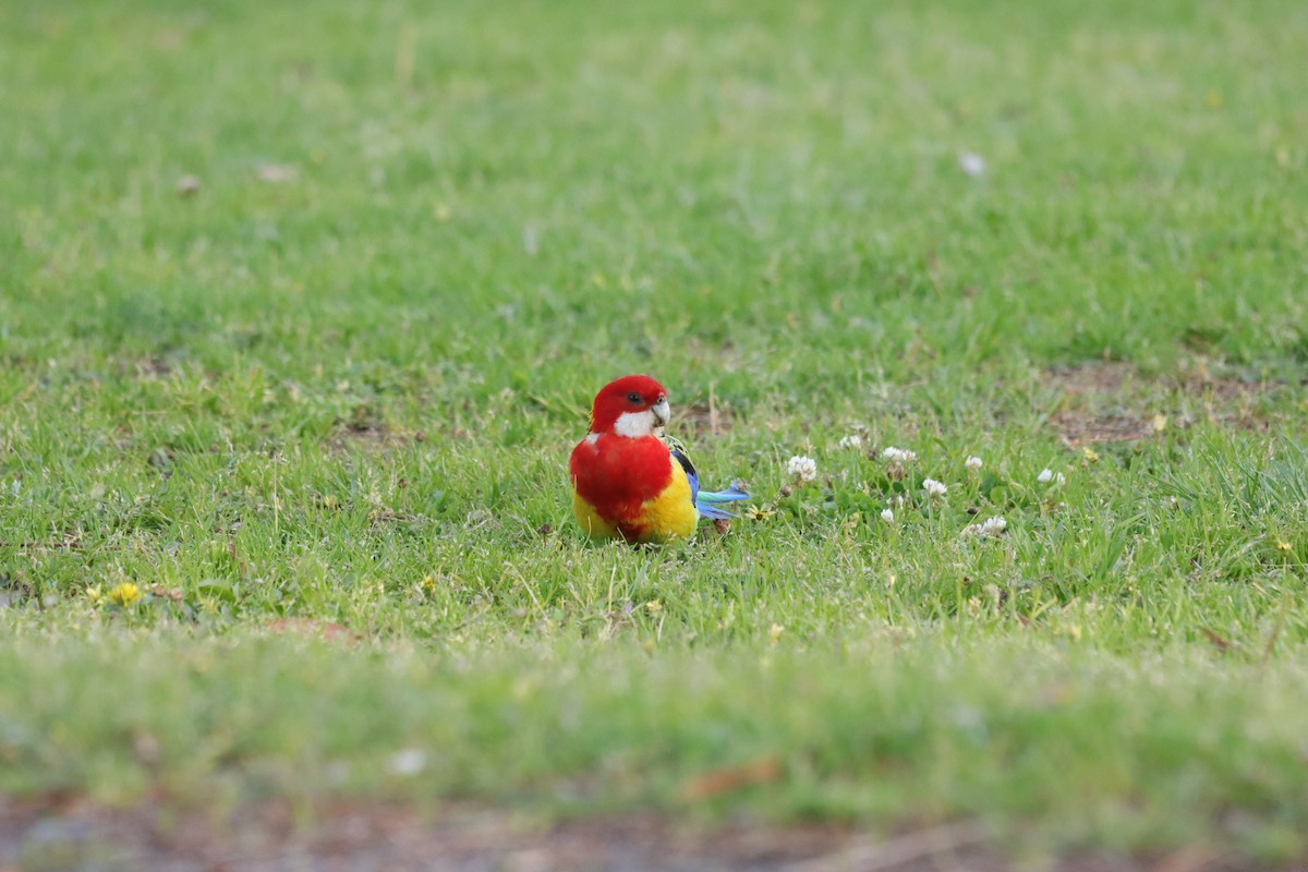 Eastern Rosella - ML645103857