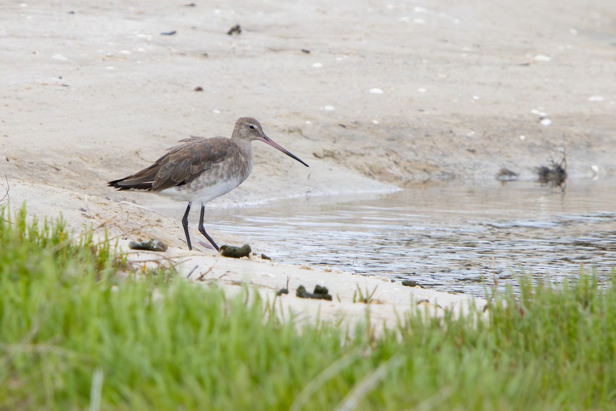 Black-tailed Godwit - ML645103868
