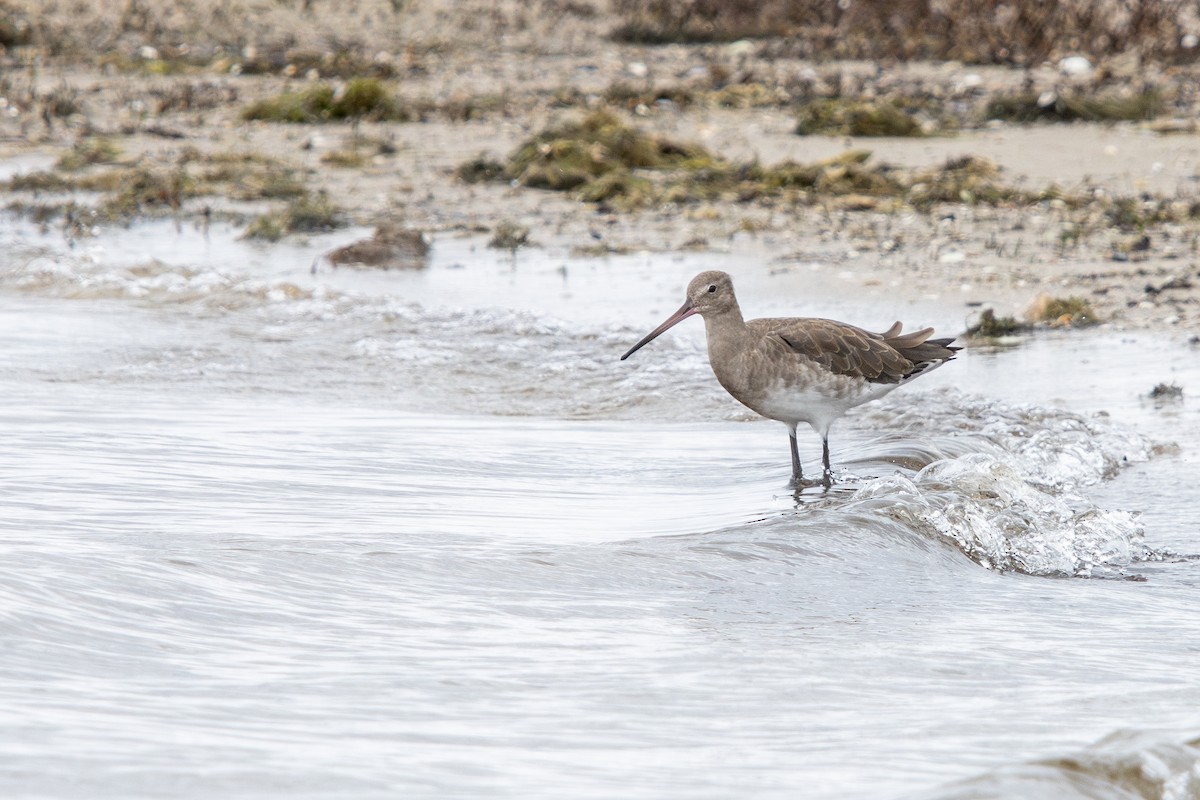 Black-tailed Godwit - ML645103869