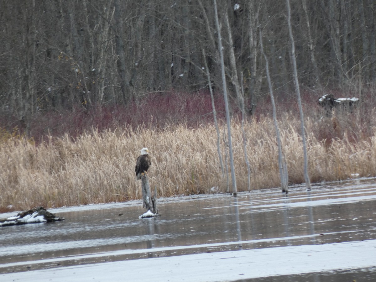 Орлан білоголовий - ML645103873