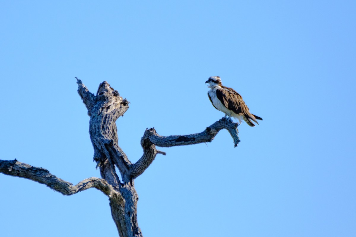 Osprey - ML645103874