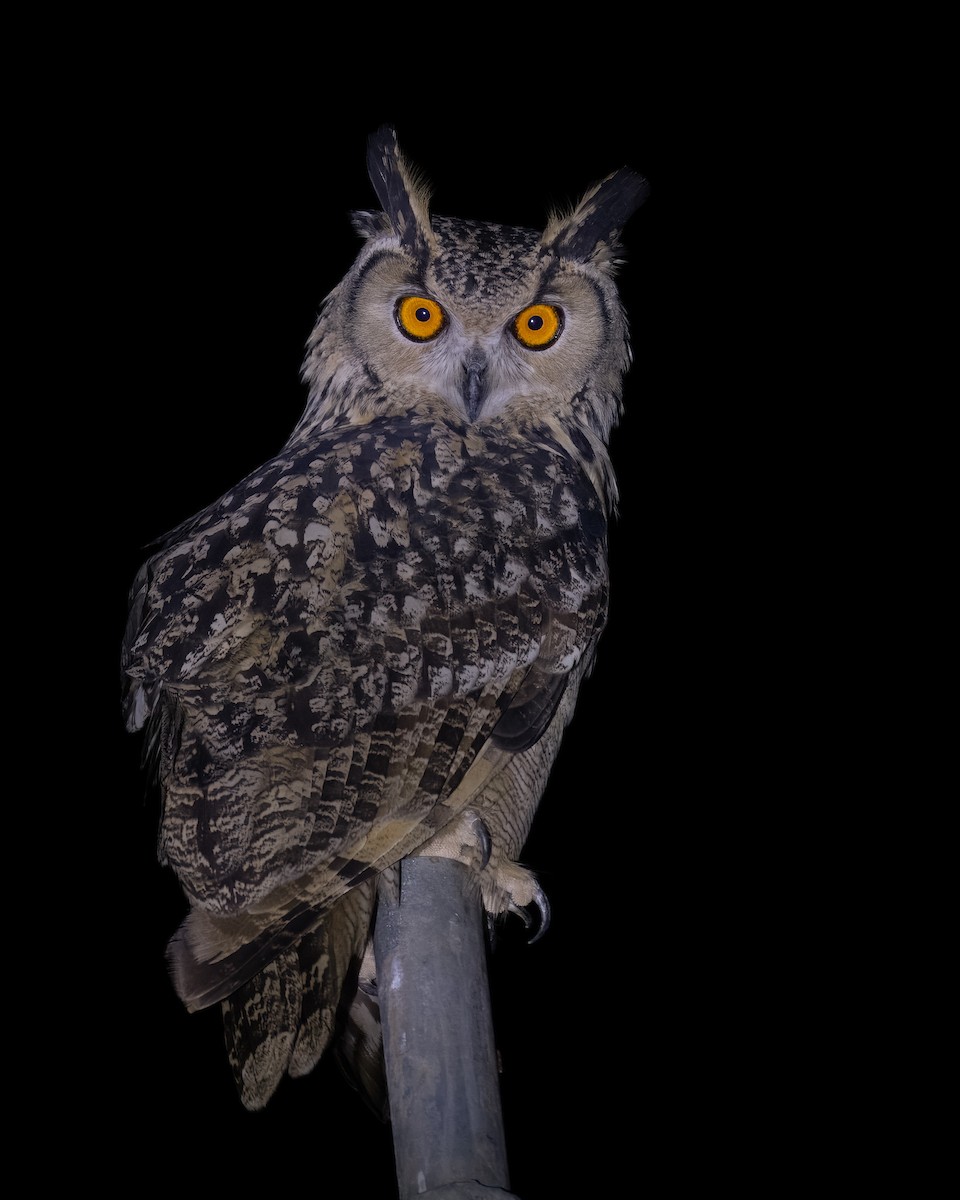 Rock Eagle-Owl - ML645103877