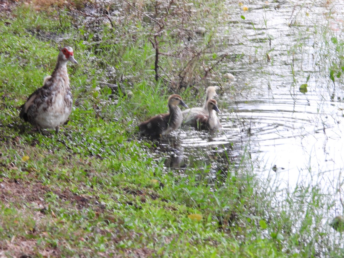 番鴨(馴化)(薑母鴨) - ML645103884