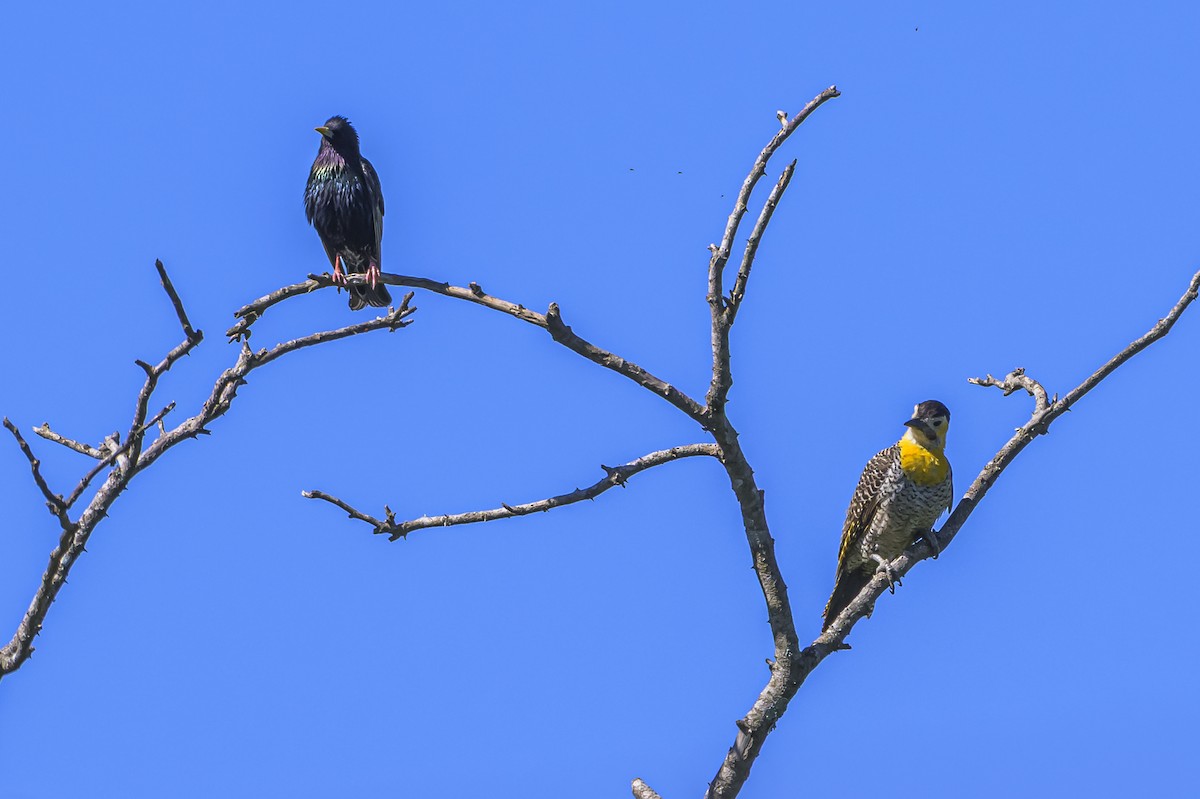 Шпак звичайний - ML645103887