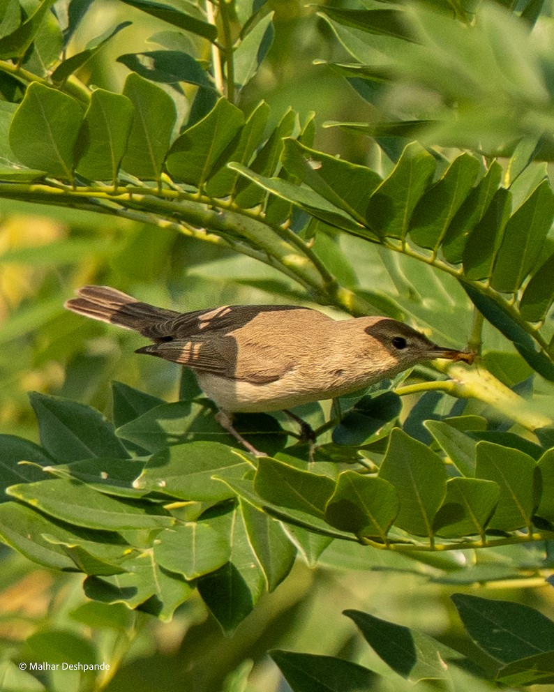 Booted Warbler - ML645103889