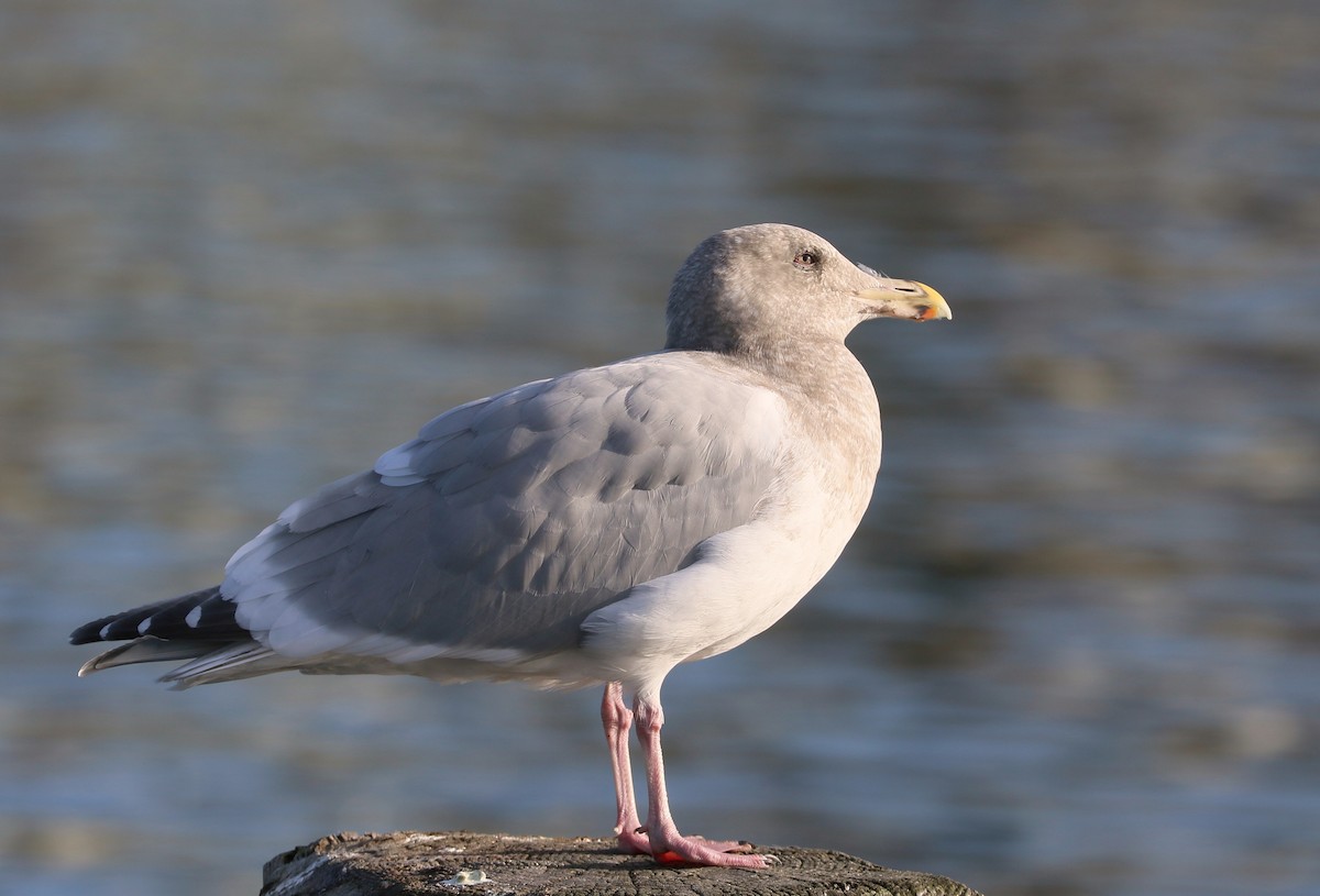 Western x Glaucous-winged Gull (hybrid) - ML645103891