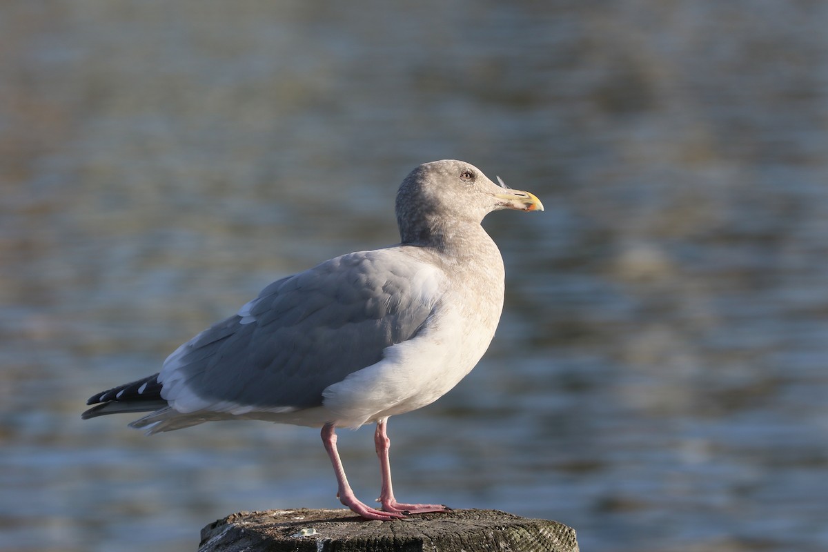 Western x Glaucous-winged Gull (hybrid) - ML645103892