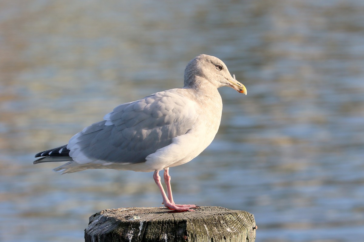 Western x Glaucous-winged Gull (hybrid) - ML645103894