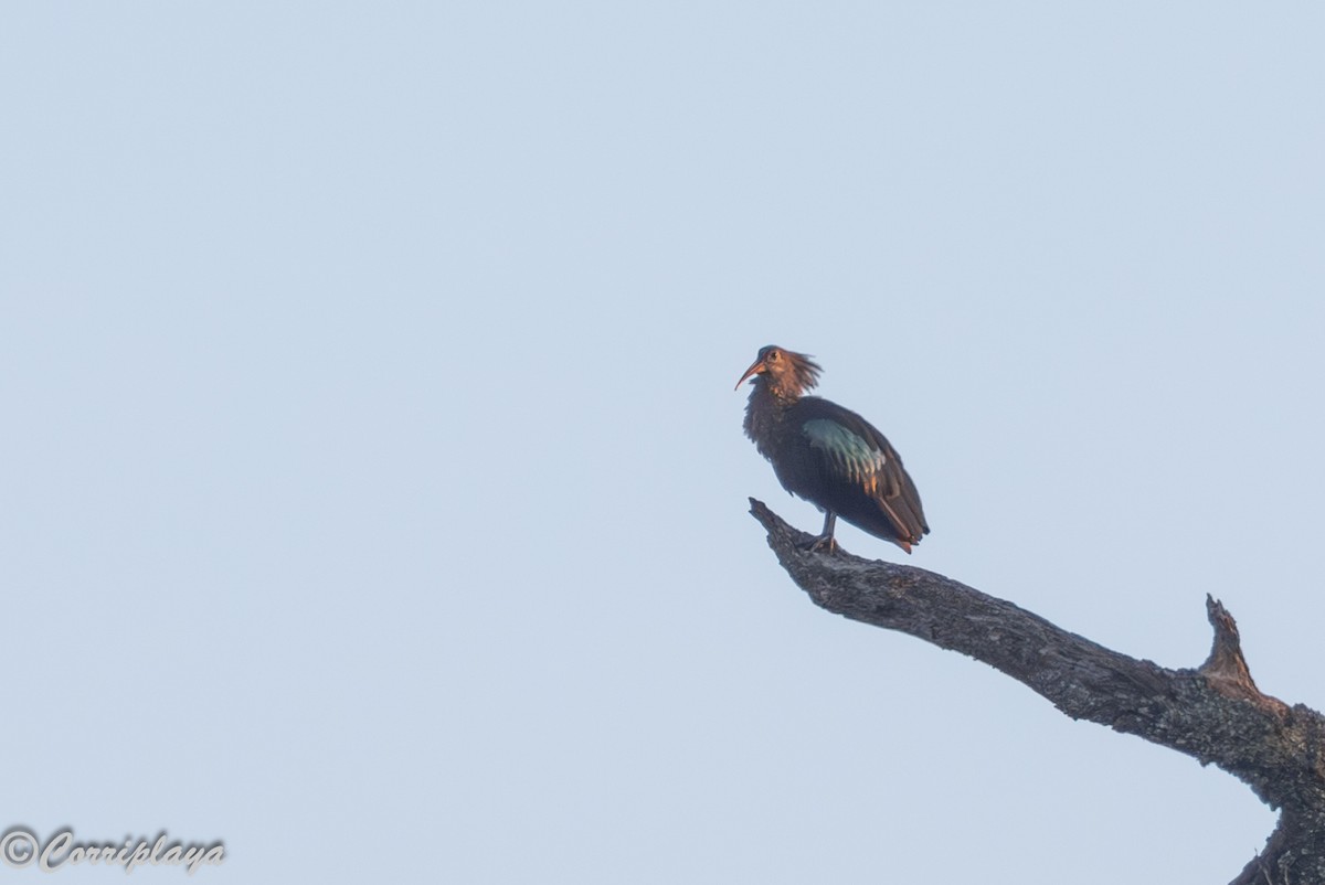 Olive Ibis - ML645103895