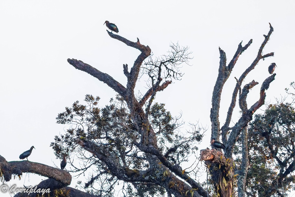 Olive Ibis - ML645103896