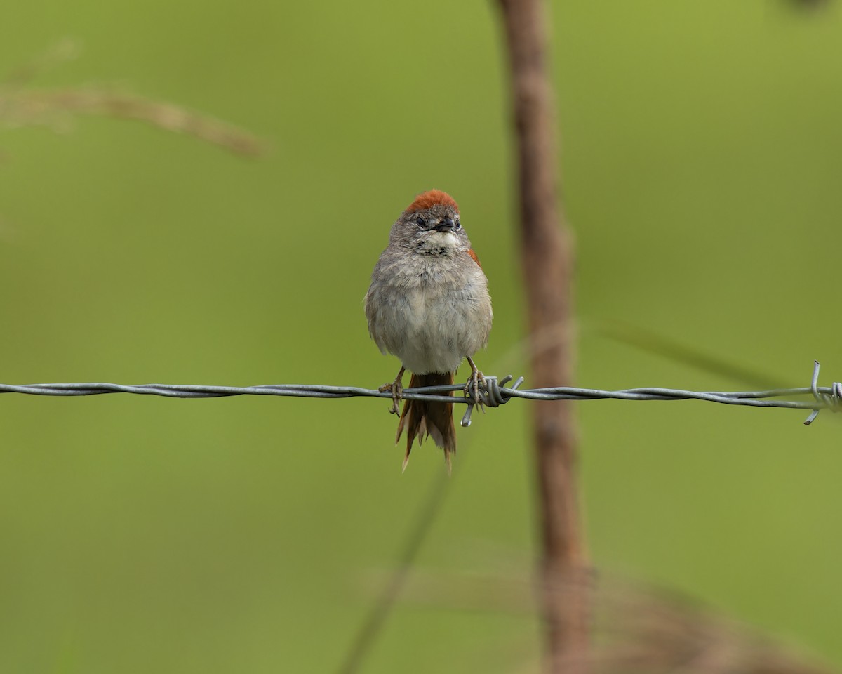 Pale-breasted Spinetail - ML645103906