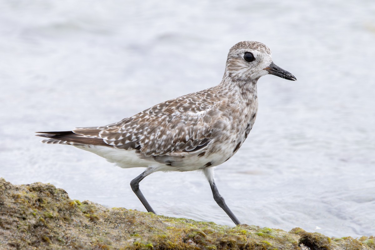 Black-bellied Plover - ML645103910