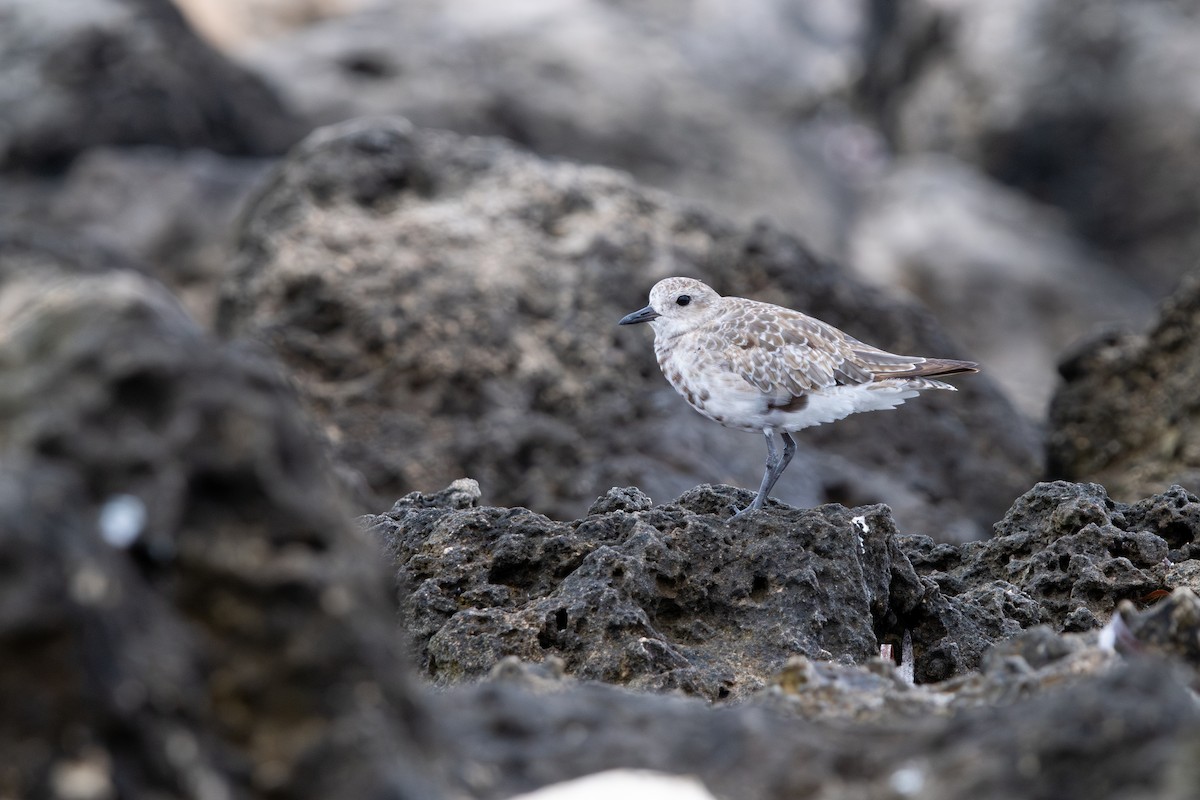 Black-bellied Plover - ML645103911