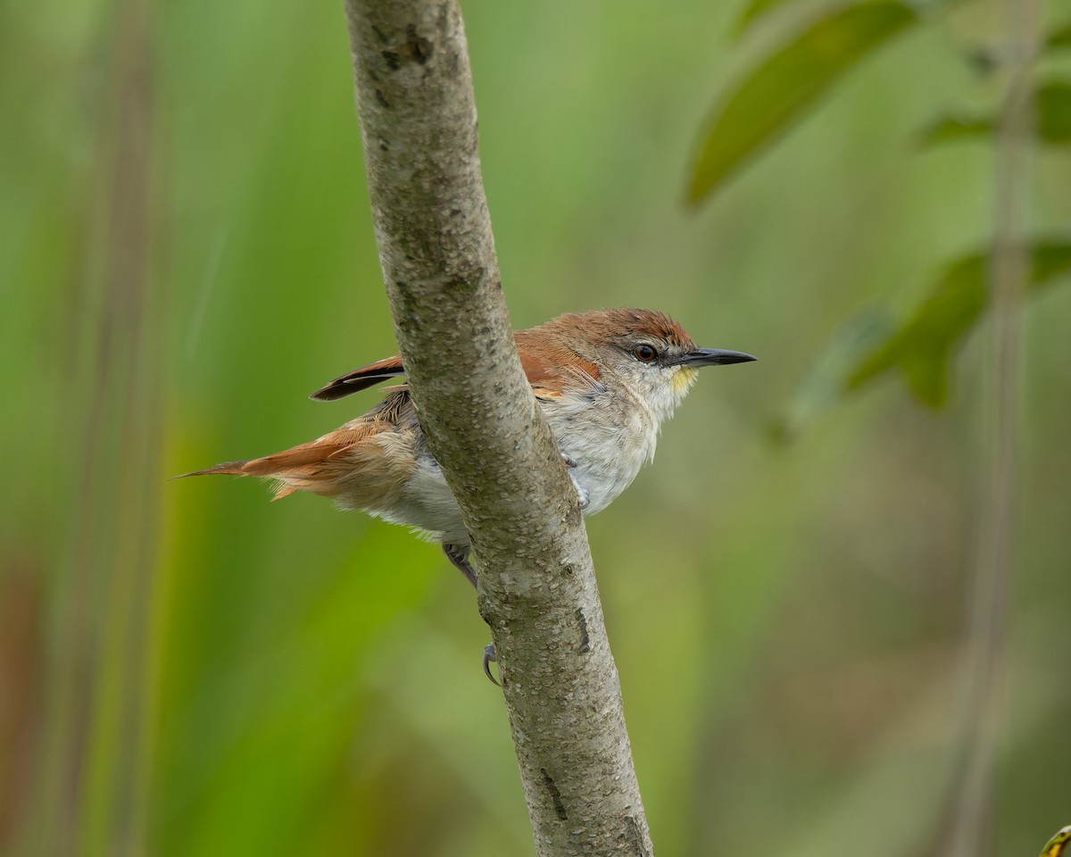 Yellow-chinned Spinetail - ML645103925