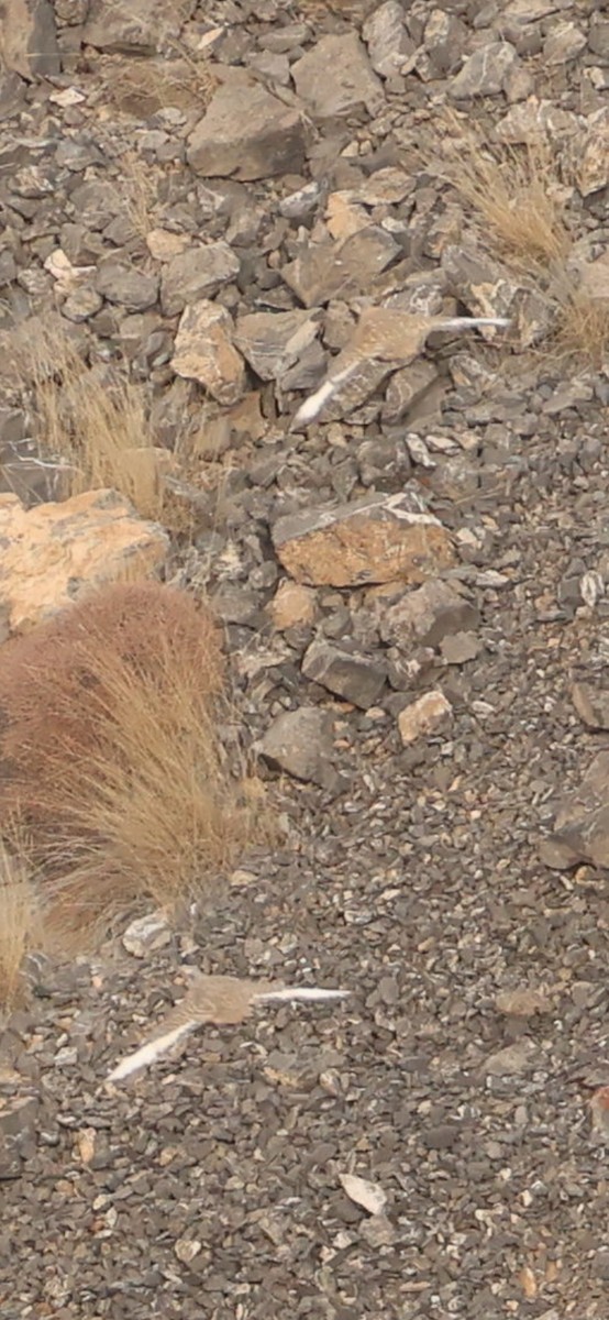 Perdigallo del Caspio - ML645103926