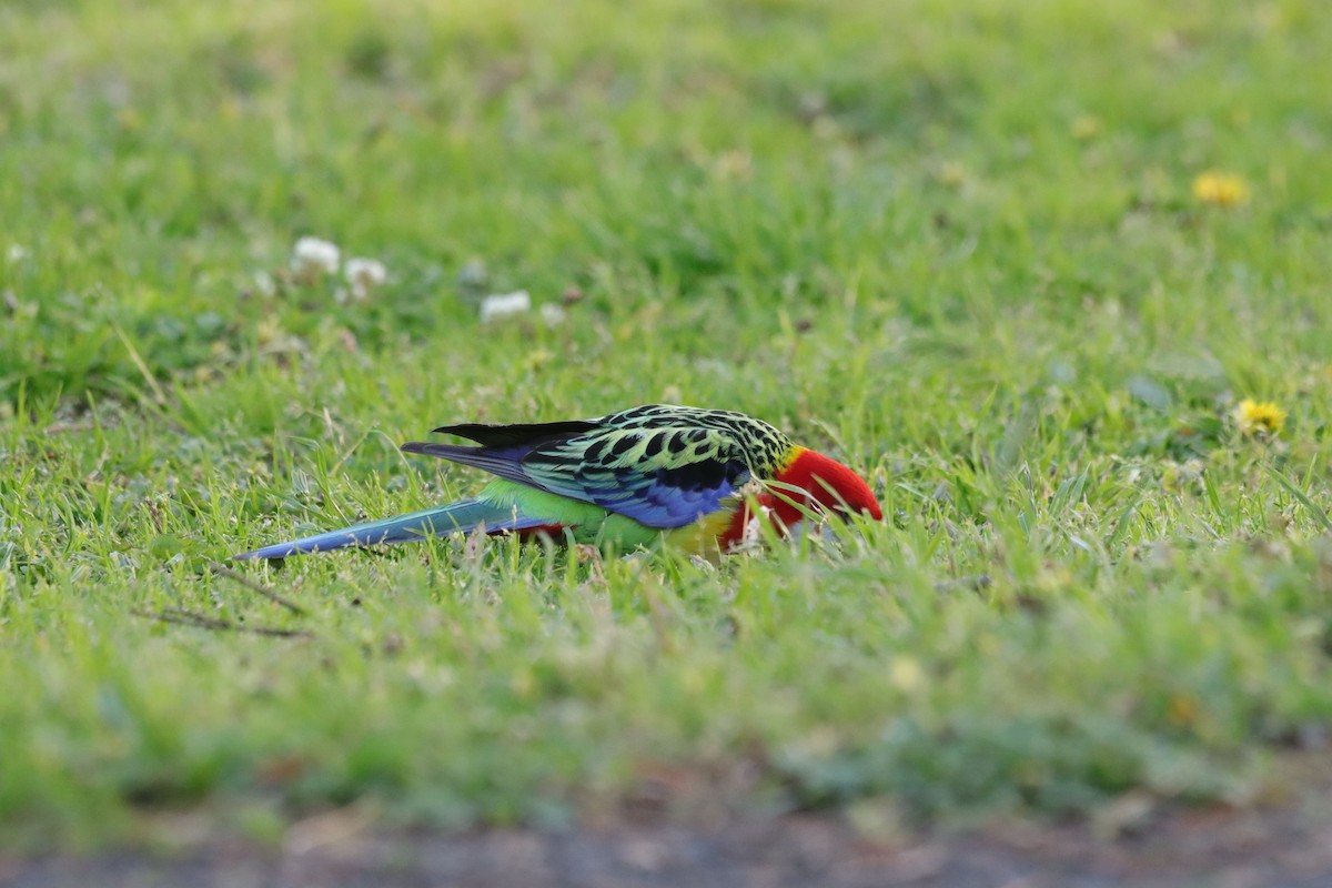 Eastern Rosella - ML645103928