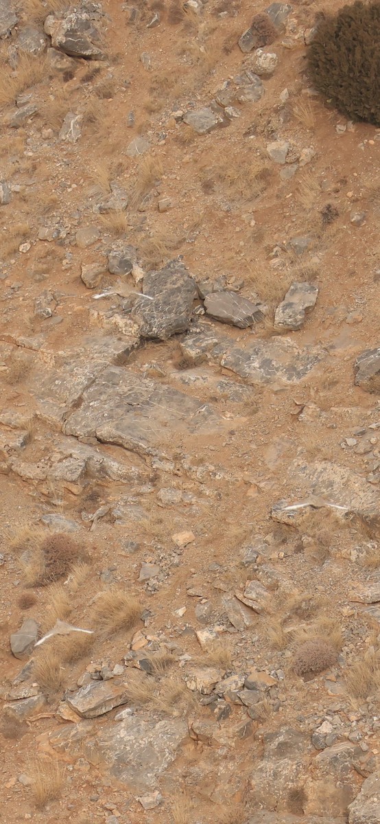 Perdigallo del Caspio - ML645103934