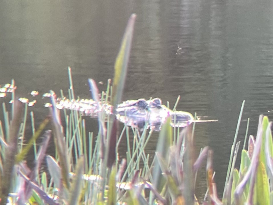 American Alligator - ML645103938