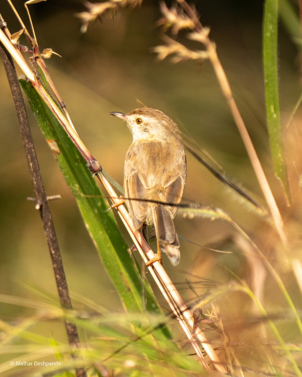 Plain Prinia - ML645103940