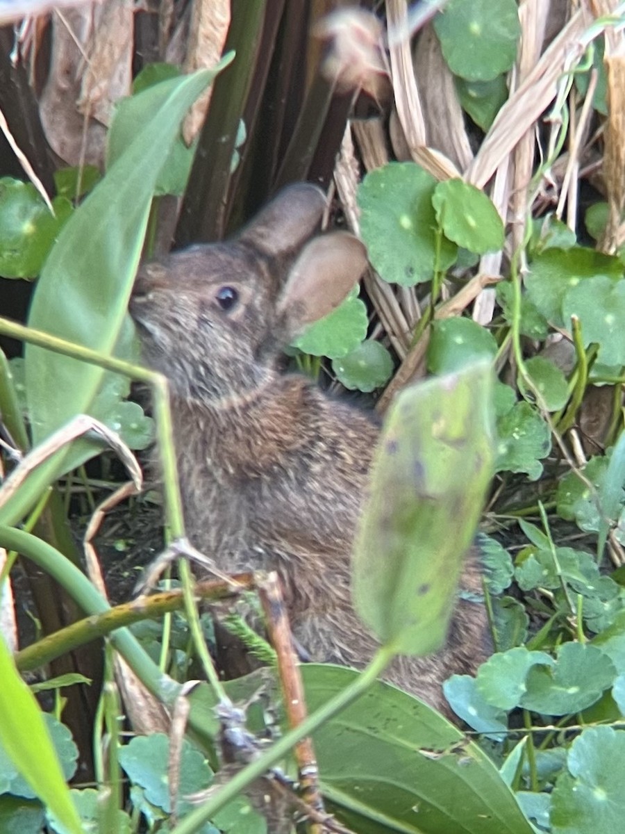 Marsh Rabbit - ML645103943
