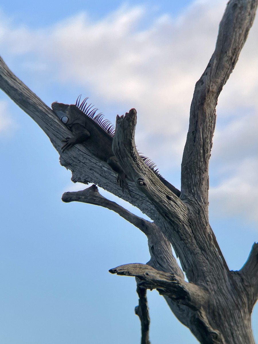 Green Iguana - ML645103944