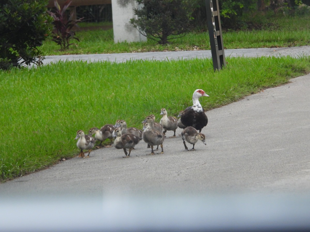 番鴨(馴化)(薑母鴨) - ML645103945