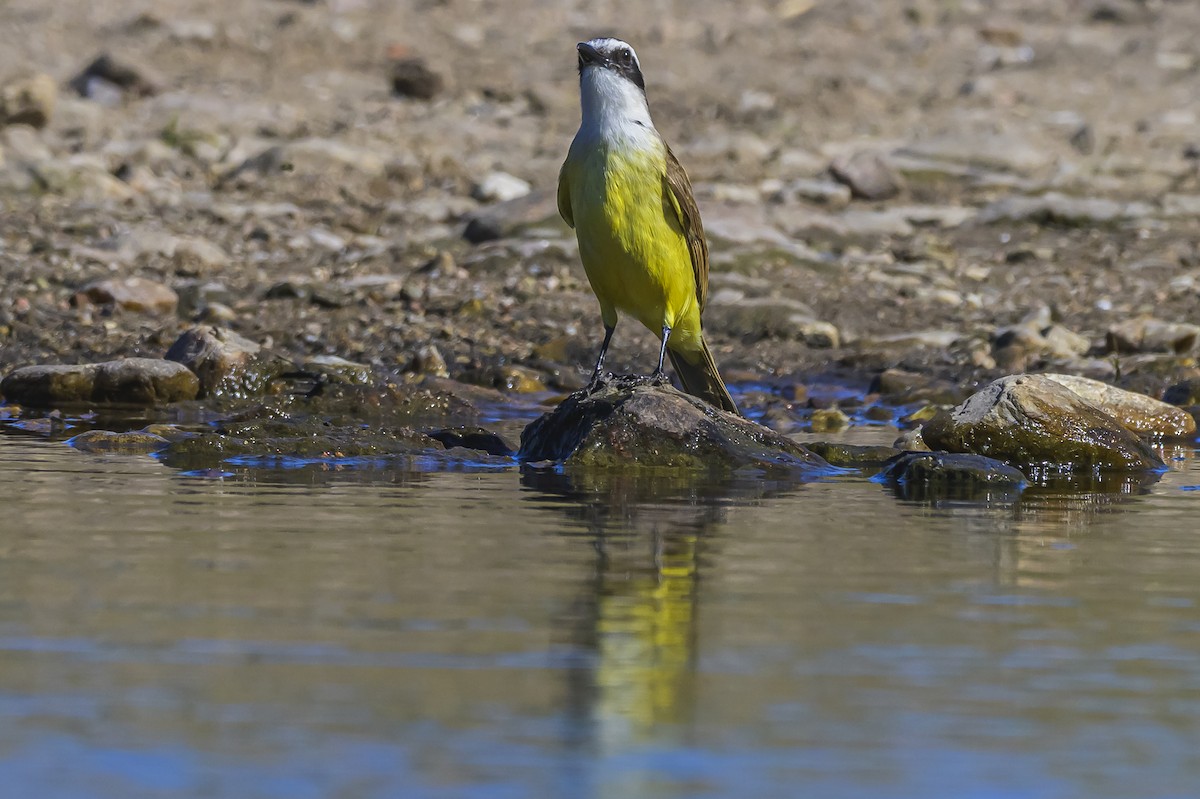 Great Kiskadee - ML645103949