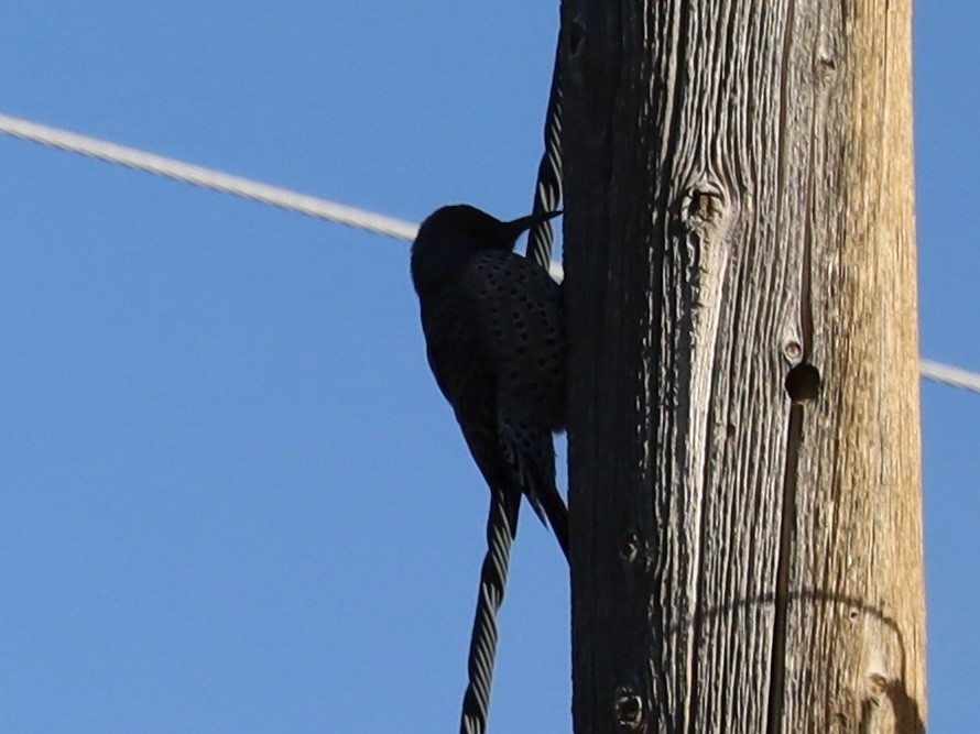 Northern Flicker (Red-shafted) - ML645103950