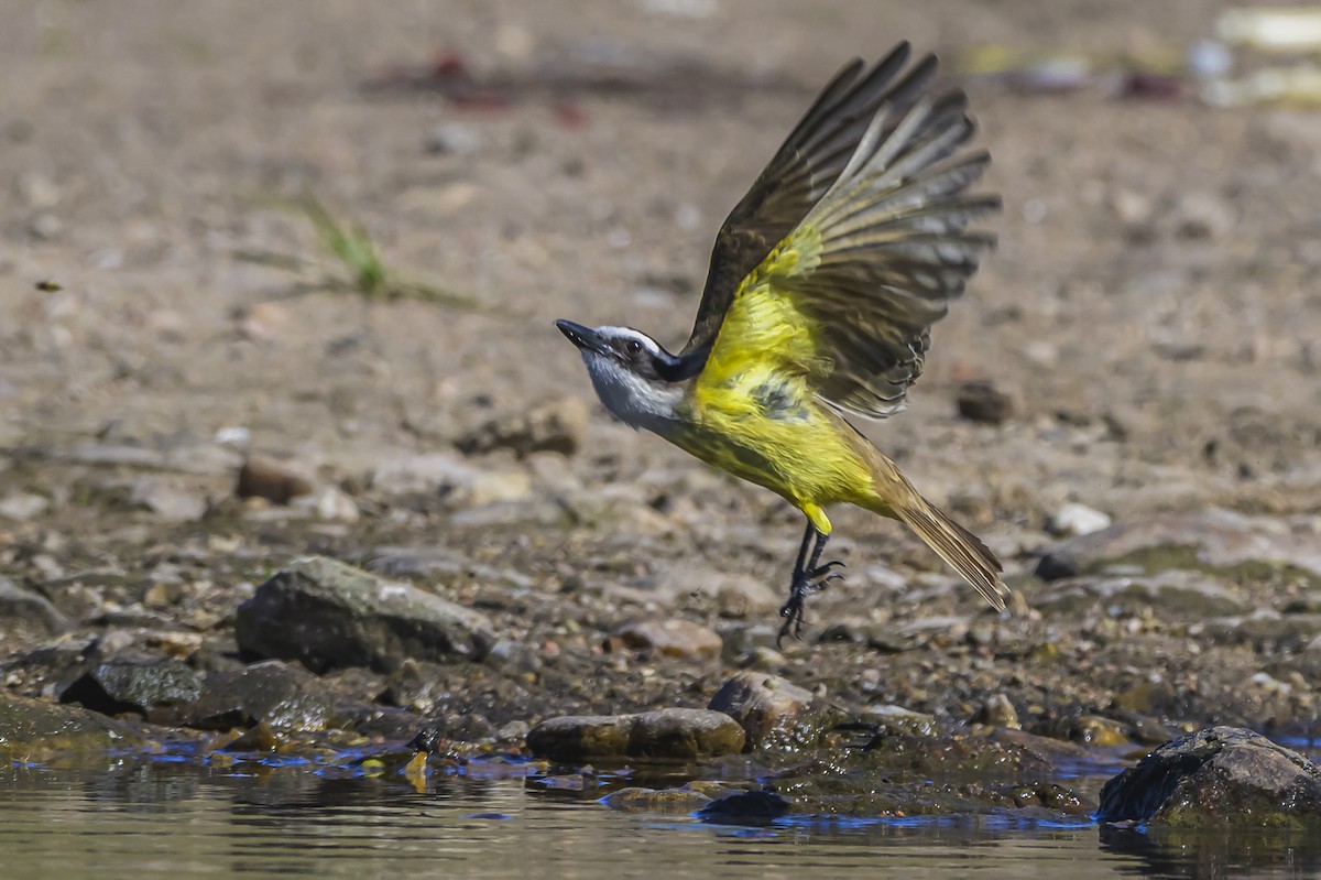 Great Kiskadee - ML645103951