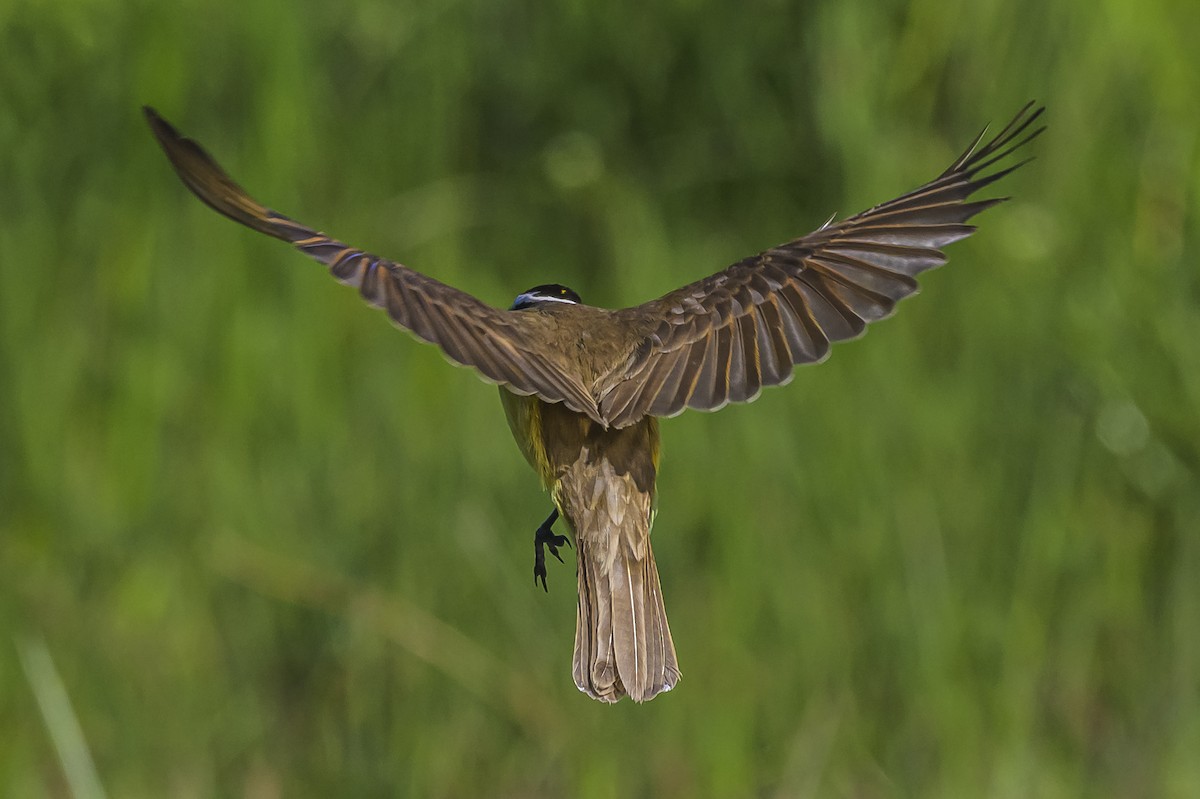 Great Kiskadee - ML645103952