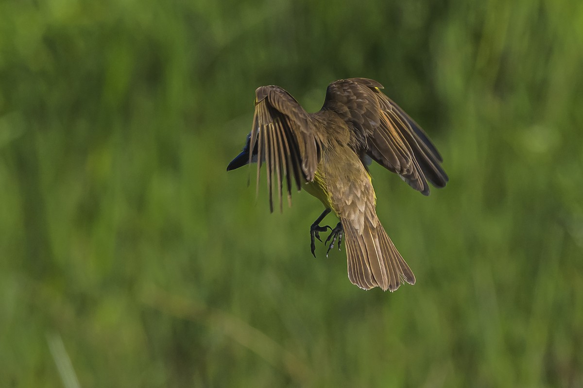 Great Kiskadee - ML645103953
