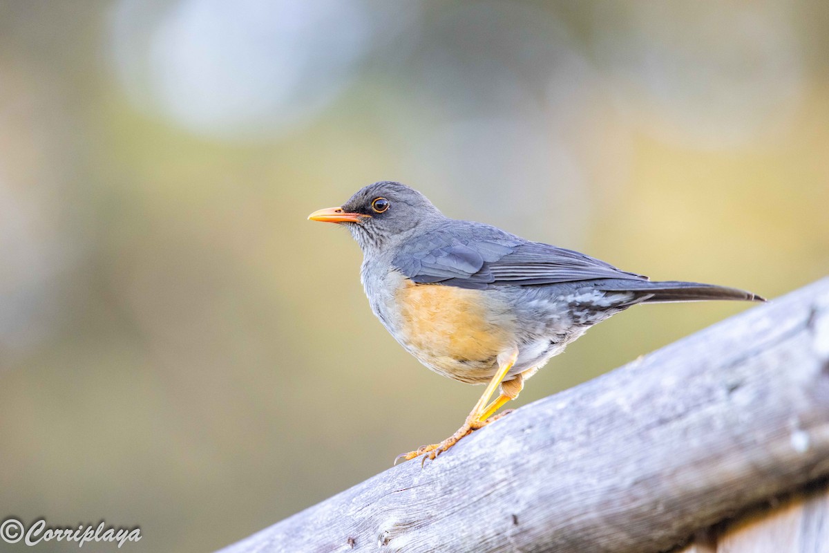 Abyssinian Thrush - ML645103954
