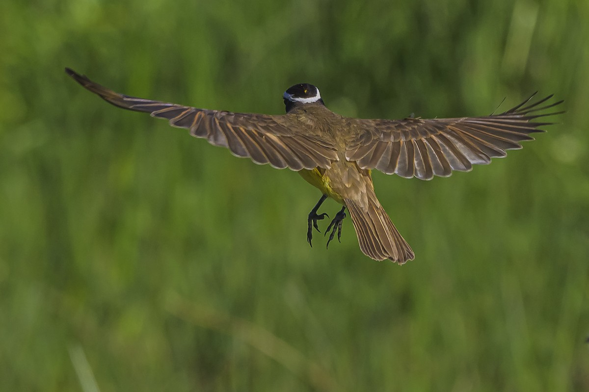 Great Kiskadee - ML645103955