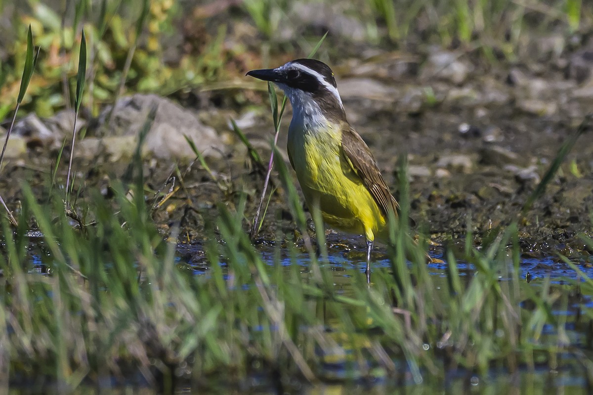 Great Kiskadee - ML645103956