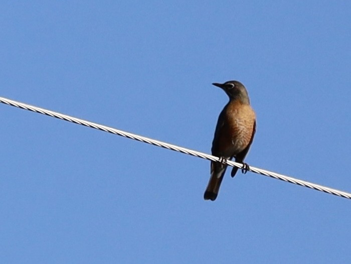 American Robin - ML645103958