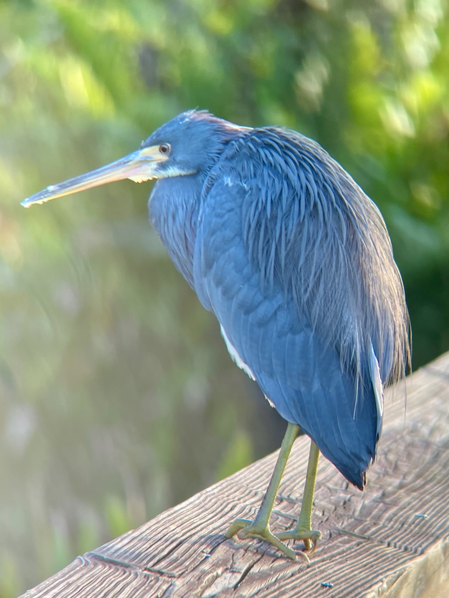 Tricolored Heron - ML645103961