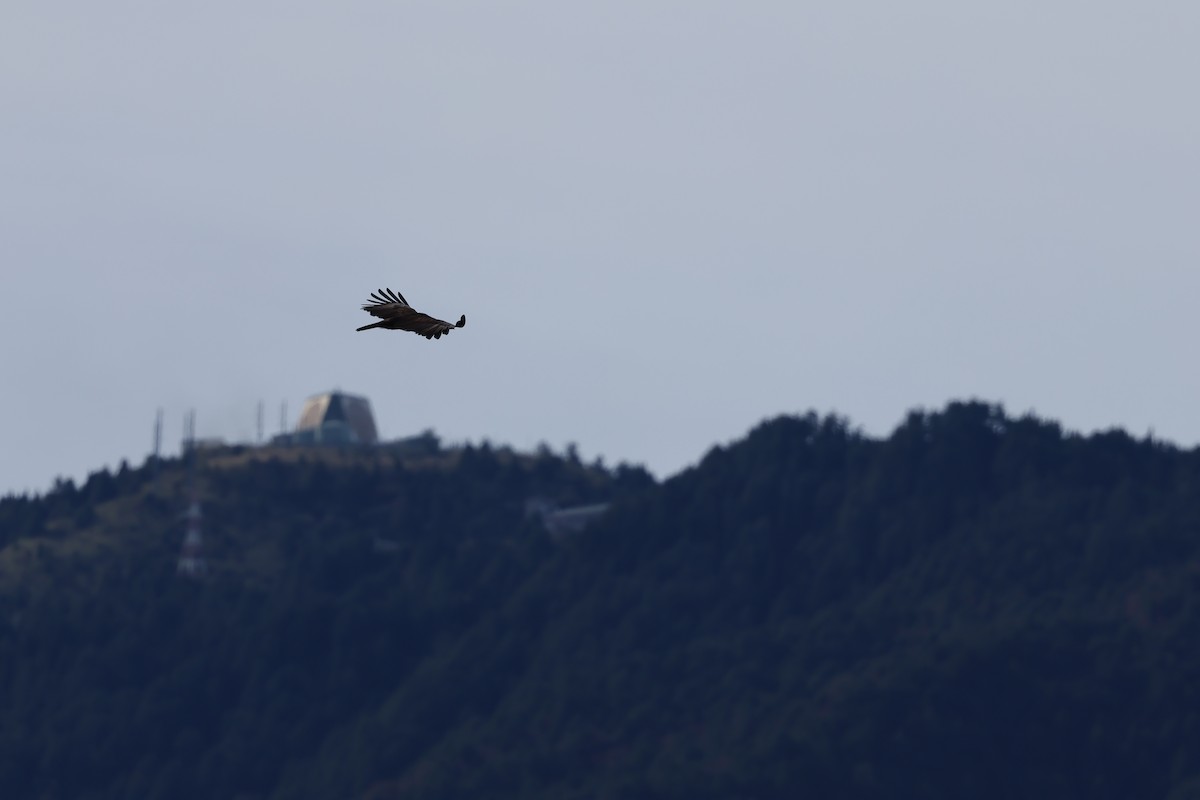 林鵰 - ML645103962