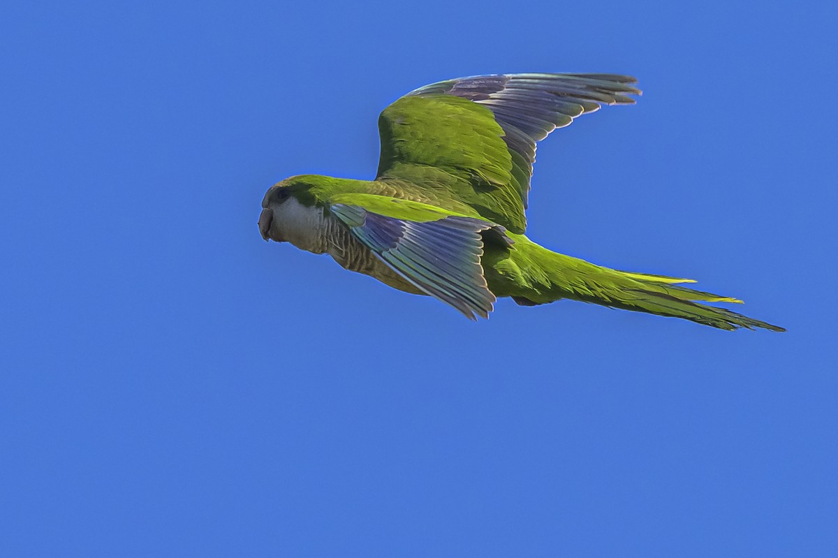 和尚鸚鵡 - ML645103969