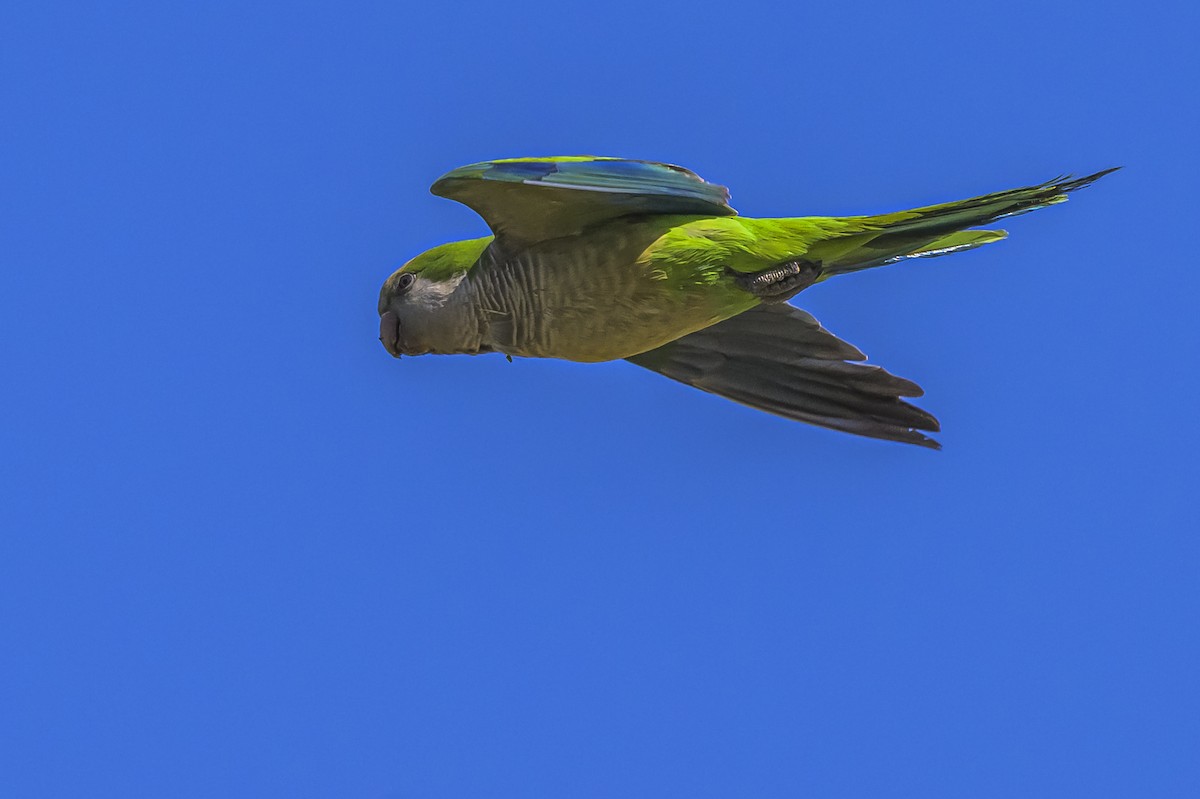 和尚鸚鵡 - ML645103970