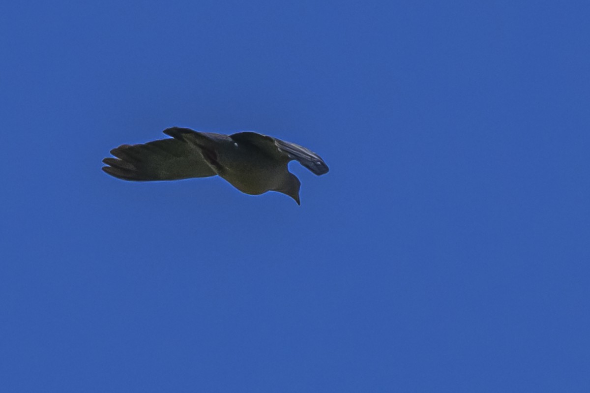 Picazuro Pigeon - ML645103973