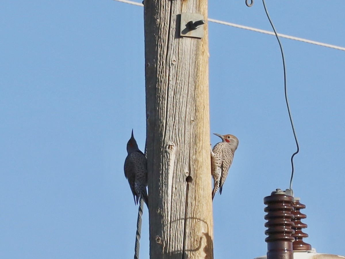 Northern Flicker (Red-shafted) - ML645103974