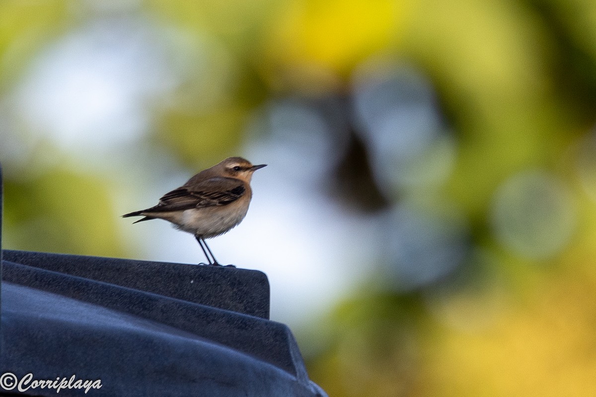 穗䳭 - ML645103975