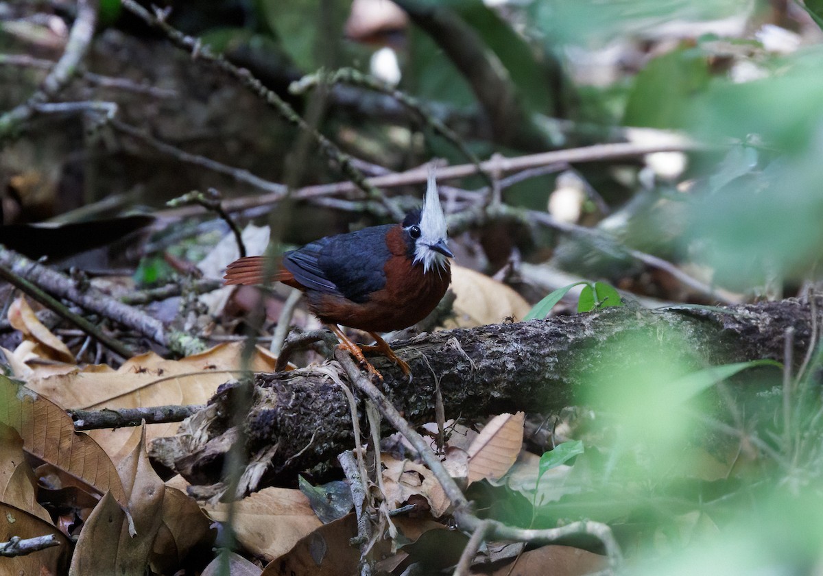 White-plumed Antbird - ML645103976