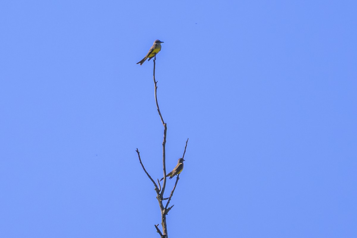 Tropical Kingbird - ML645103978