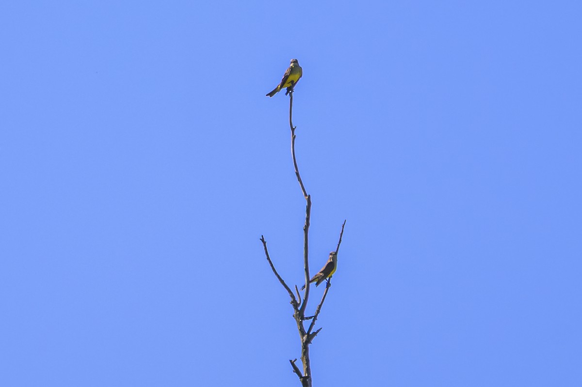 Tropical Kingbird - ML645103979